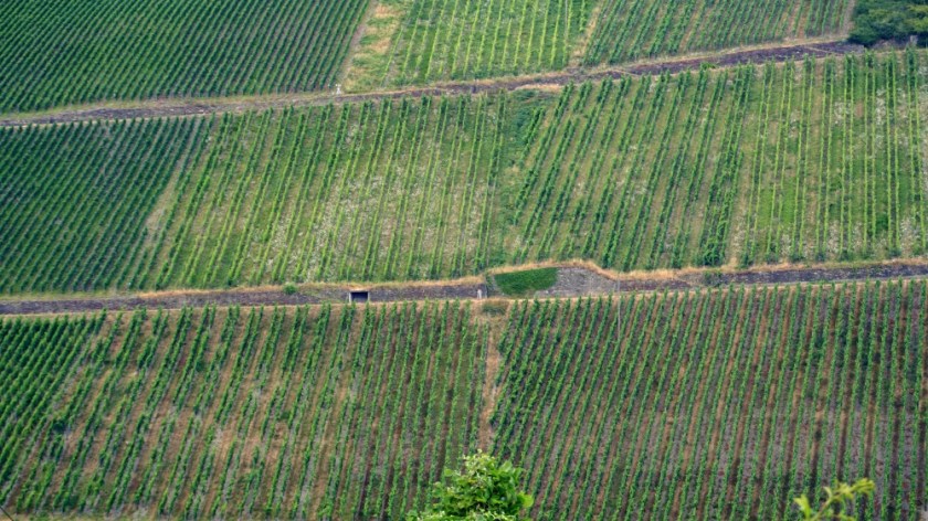 Виногрвдники Мозель Бахарах (2)