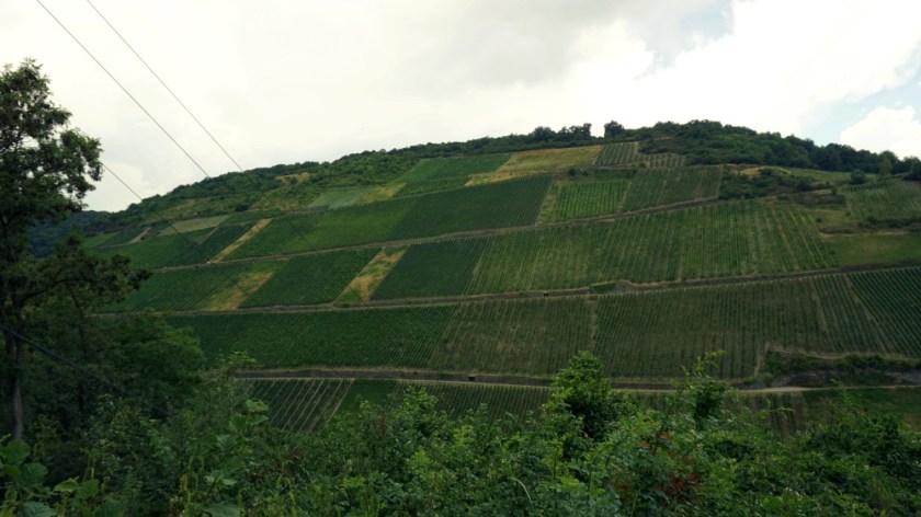 Виногрвдники Мозель Бахарах (3)