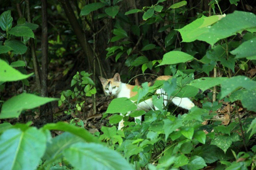 Макао Китай (31)