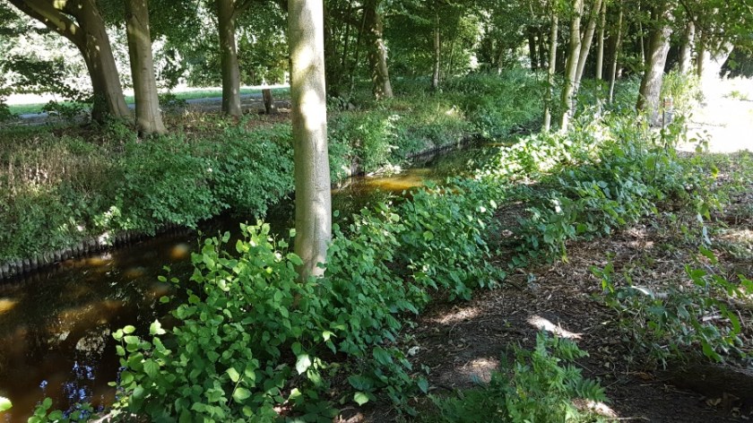 Camping Amsterdam Forest (2)