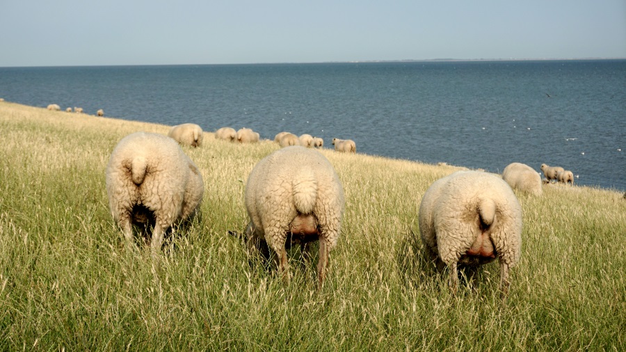 Палатка на берегу северного моря (1)