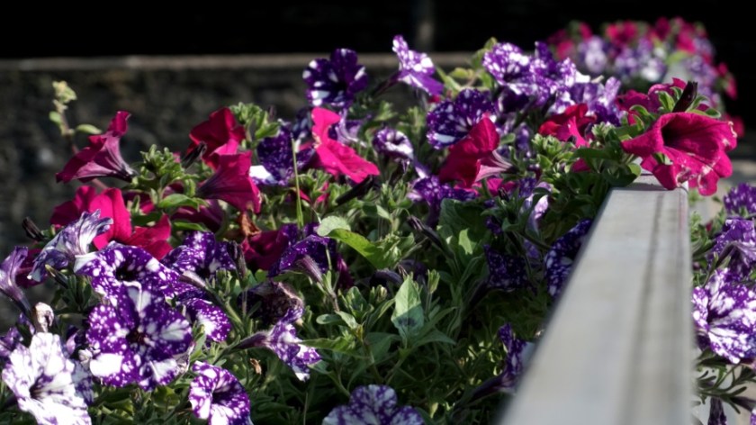 Monschau Germany (4)