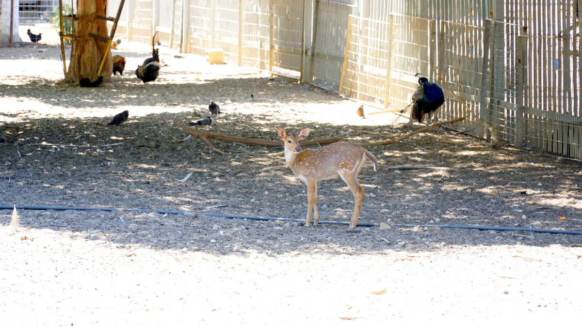 спорт в Израиле (1)