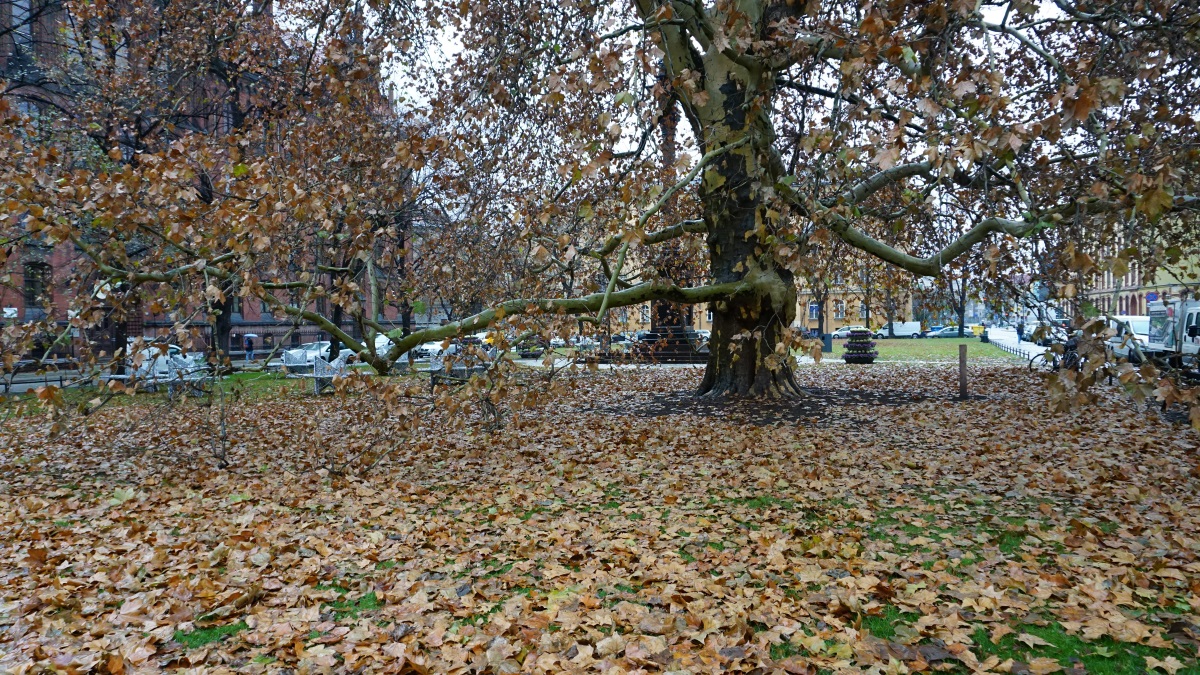 Wroclaw during the christmas (5)