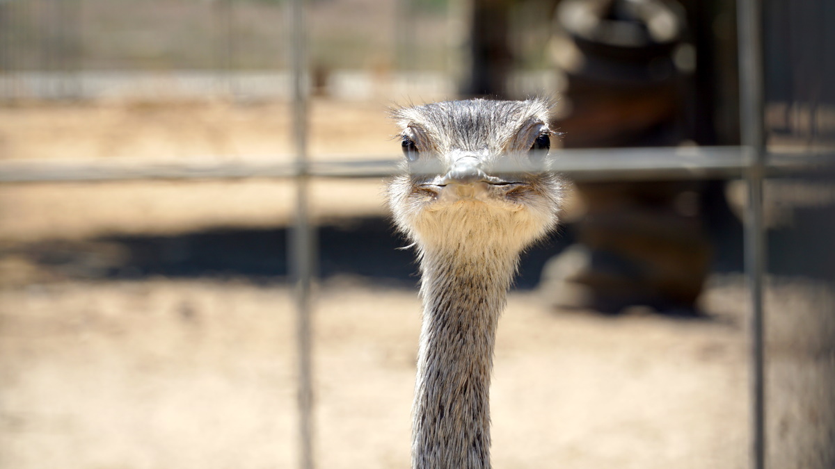 спорт в Израиле (5)