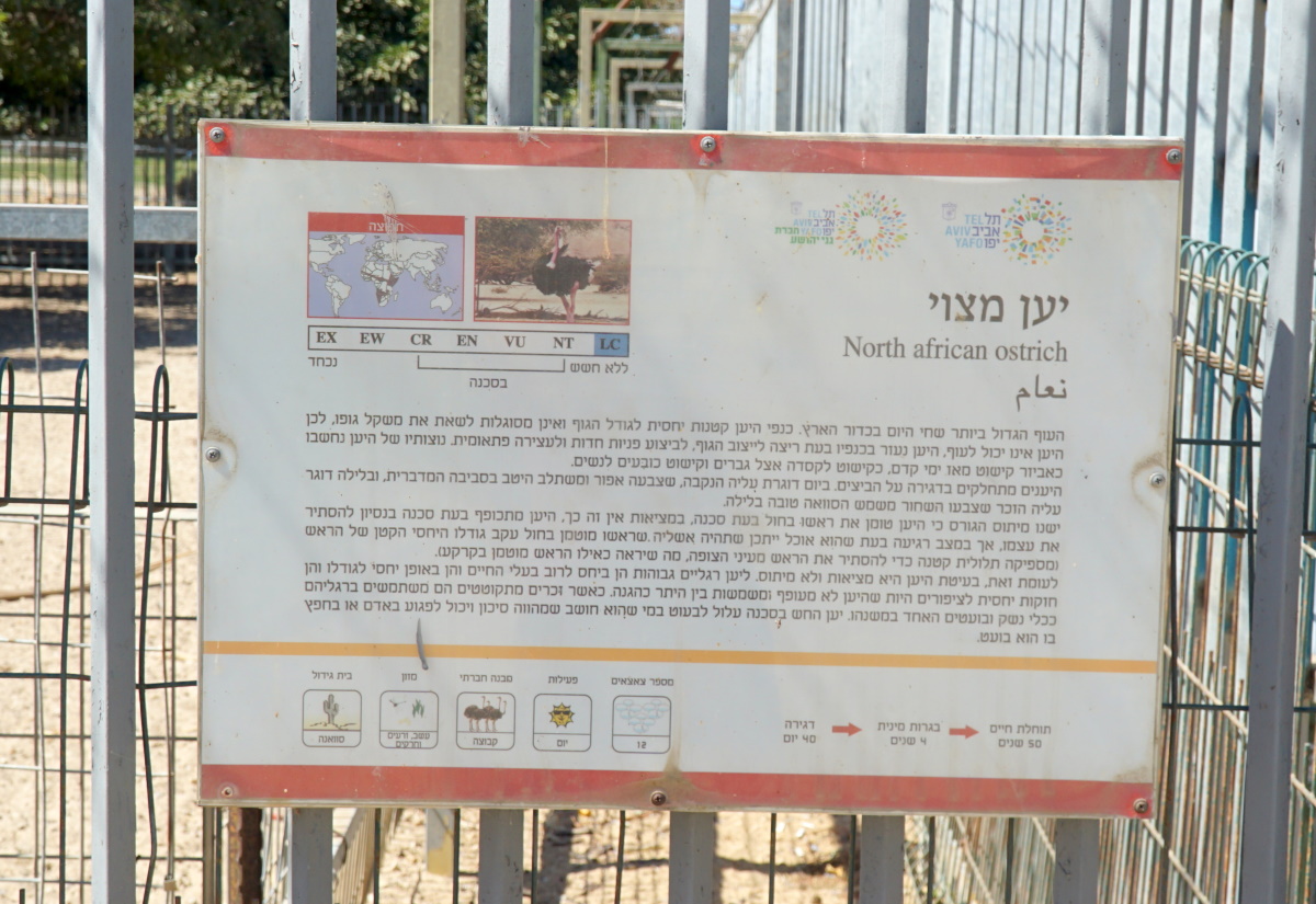 спорт в Израиле (4)