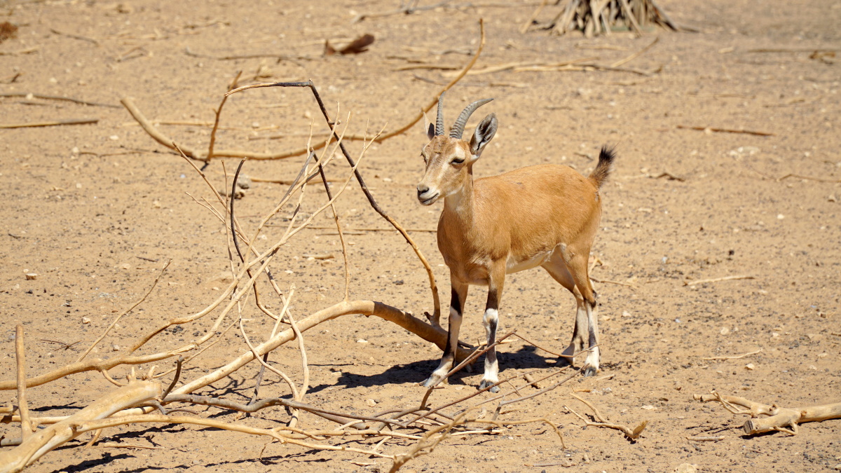 лыжи в Израиле (4)