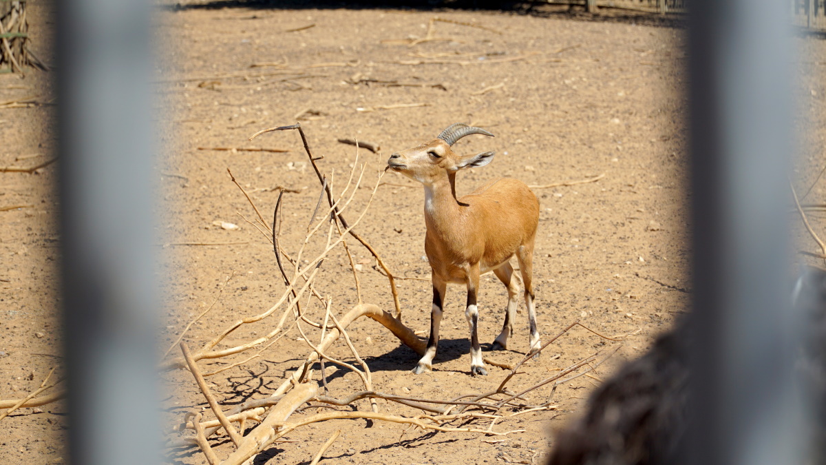 лыжи в Израиле (3)