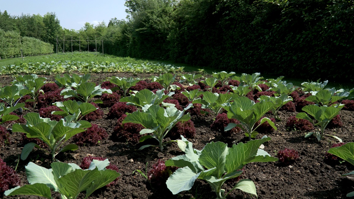 Botanicus craft center (11)