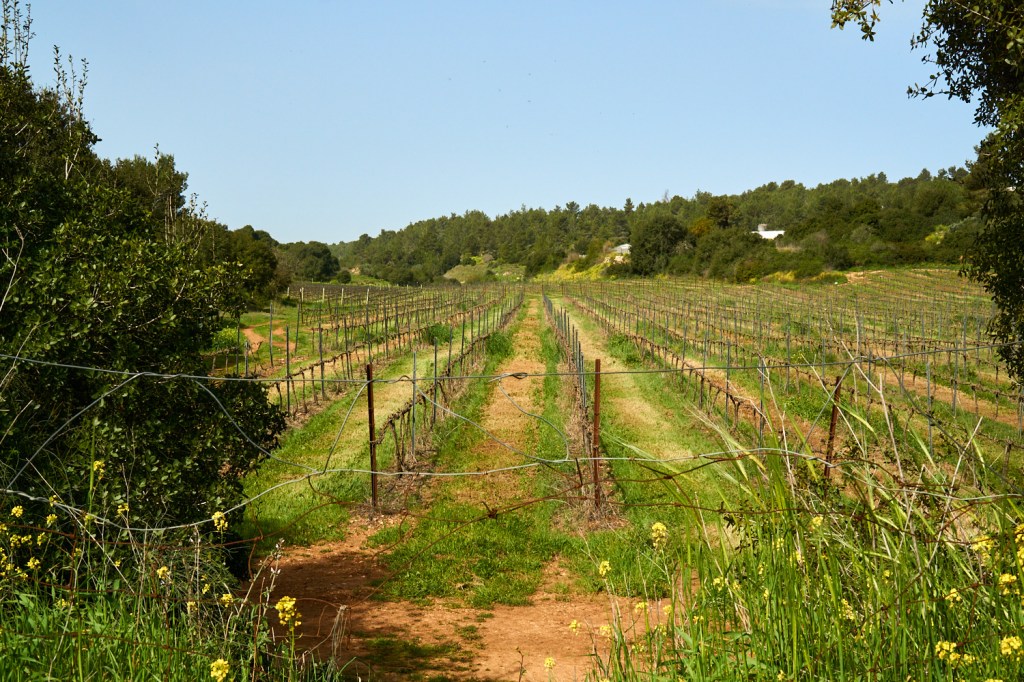 Израиль виноградники