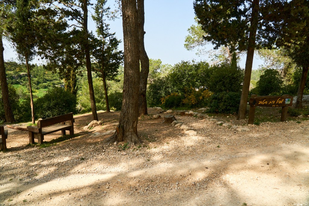 Израиль лес