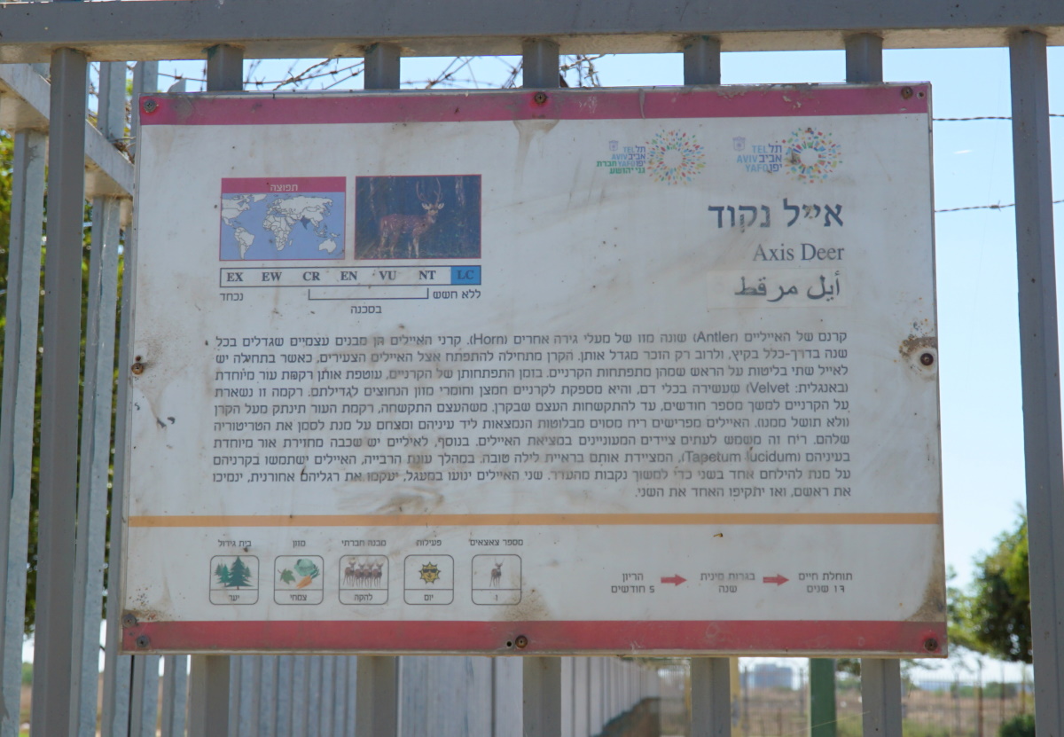 спорт в Израиле (3)