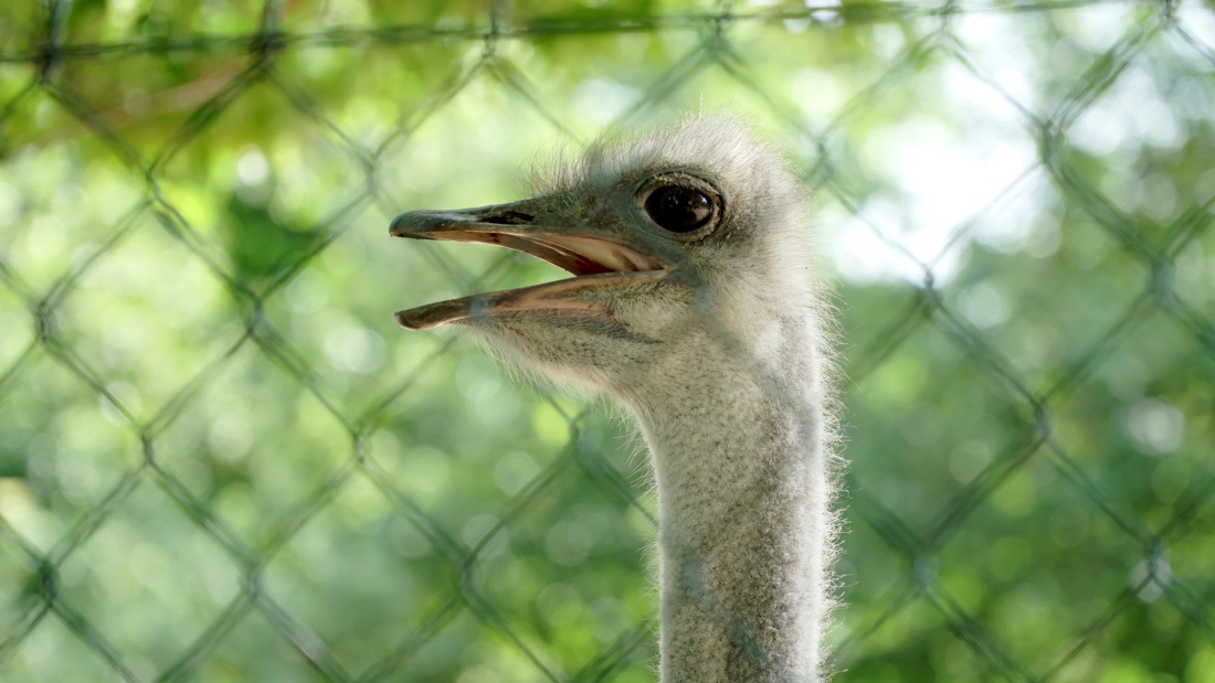 Детенице (4)