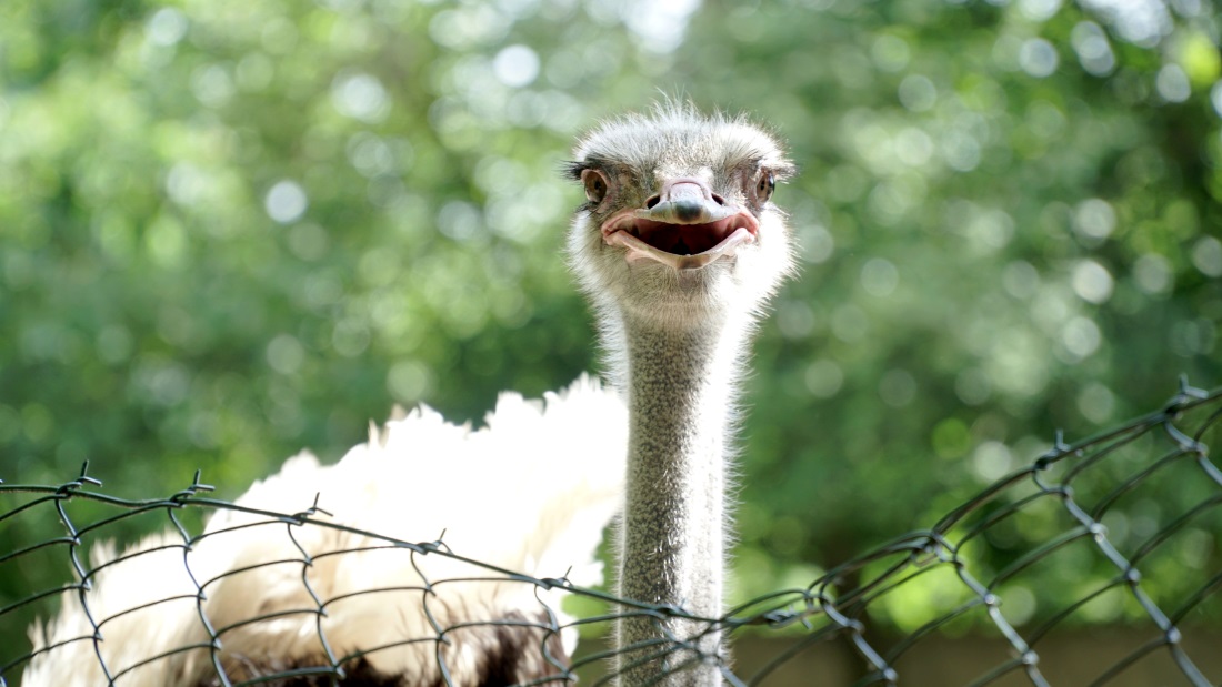 Детенице (5)