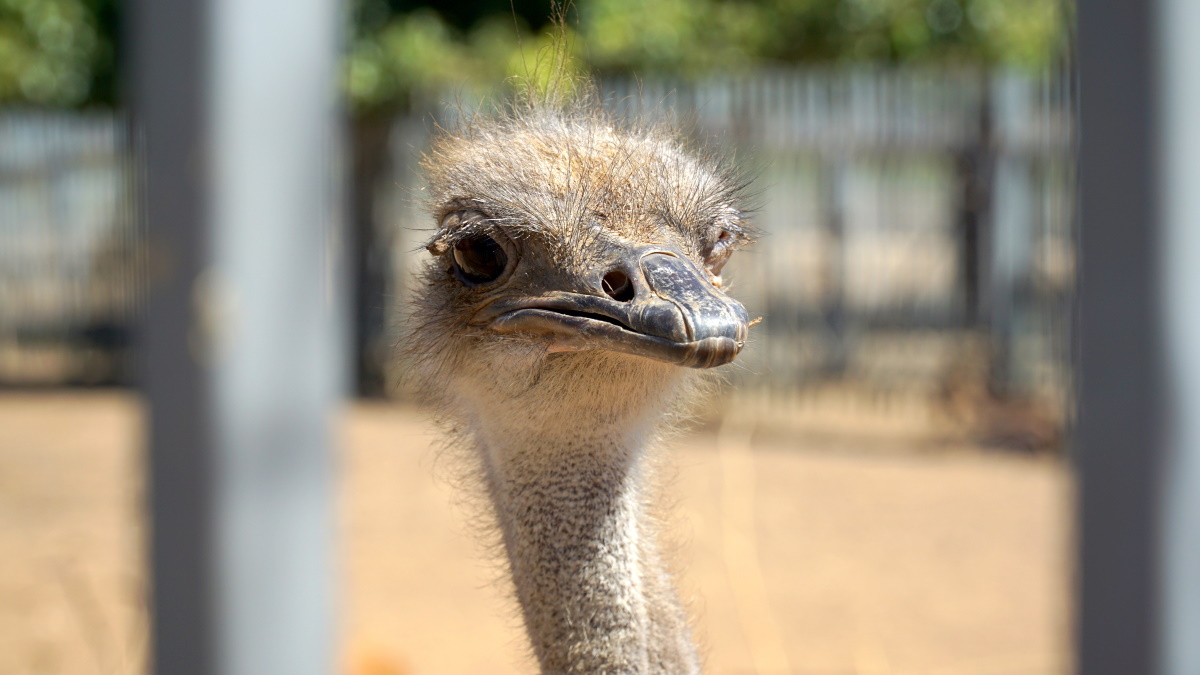 лыжи в Израиле (2)