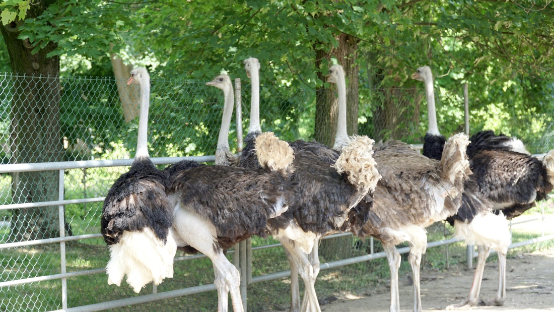 Детенице (3)