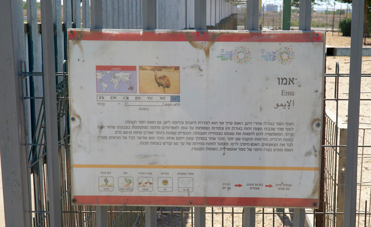 спорт в Израиле (2)